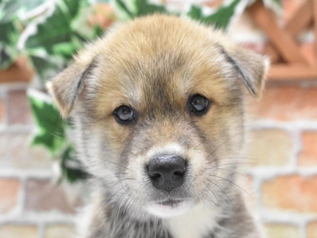 東京都のハーフ犬・ミックス犬 (ペッツワン町田多摩境店/2024年6月3日生まれ/男の子/レッドホワイト)の子犬